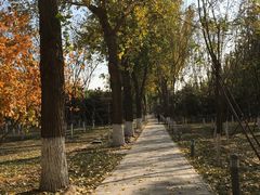 -大兴滨河森林公园