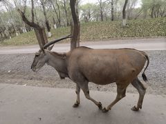 -北京野生动物园