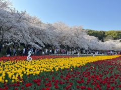 -苏州上方山国家森林公园