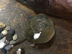 -大连圣亚海洋世界