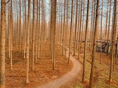 -黄海国家森林公园