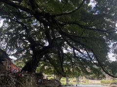-福建土楼(南靖)景区