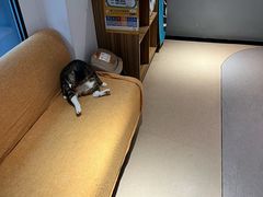 -御宝贝·A梦猫科宠物医院(国际猫友好医院)