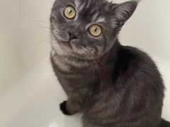 -PETKIT 小佩宠物·低压洗护·美容·寄养(安远店)