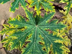 -呀路古热带植物园