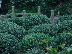 -十八棵（老龙井）御茶园(老龙井店)