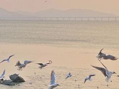 -深圳湾公园(南山区)