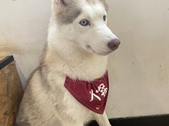 -Husky Go! 哈士奇体验馆·宠物咖啡厅狗咖