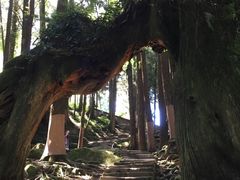 -阿里山神木遗迹