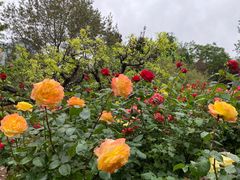 -莲花池公园