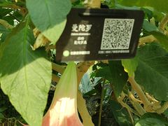 -石家庄市植物园