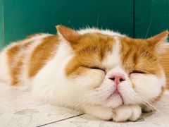 -飞行喵MR PILOT|猫舍·猫咖(静安大融城店)