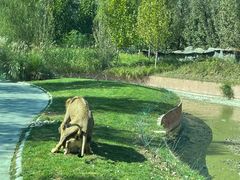 -北京野生动物园