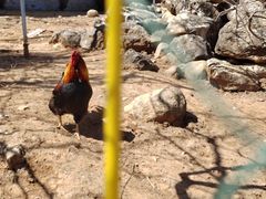 -丽泽山庄·生态怀柔菜·虹鳟鱼(红螺寺店)