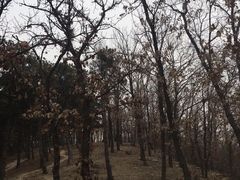 -北京鹫峰国家森林公园