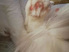 -滚猫咖啡·猫咖·猫友好撸猫(未来城店)