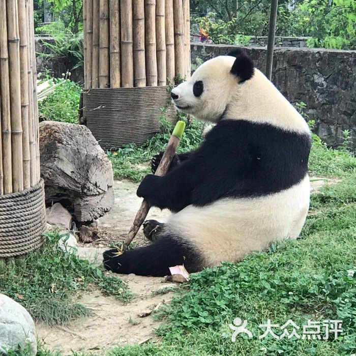 都江堰熊貓樂園景區