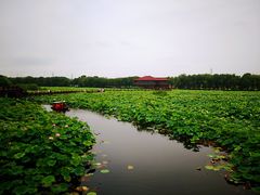 -荷塘月色湿地公园·向阳花洲