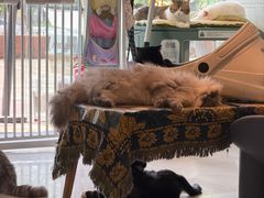 -平行世界·猫咖(首经贸店)