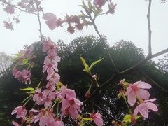 -南山植物园
