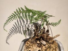 -明月土菜馆(老城区店)