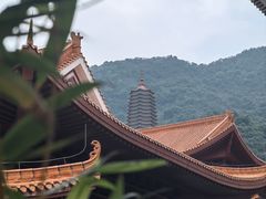 -深圳仙湖植物园