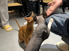 -琪喵猫屋·撸猫猫咖·猫舍