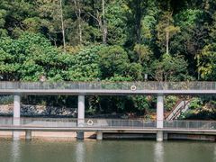 -银湖山郊野公园-相思林