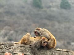 -白帝城·瞿塘峡景区