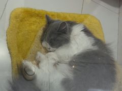 -1013 PET SHOP精品宠物商店(丁香店)