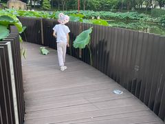 -陈家山荷花公园