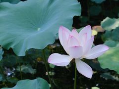 -上海滨江森林公园