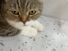 -喵园·猫主题咖啡厅·撸猫·猫咖(国贸店)