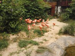 -红山森林动物园