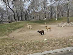 -北京野生动物园