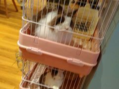 -藦茜花园宠物主题亲子互动体验馆(国顺东路店)