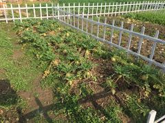 -田园东方蜜桃村的田野营地