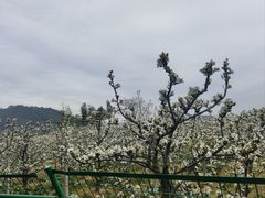 -树山生态村
