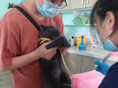 -北京观赏动物医院·24小时大型综合·猫专科·异宠专科