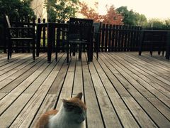 -上海崇明金茂凯悦酒店