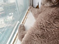 -共舞时光猫咖·狗咖(新街口店)