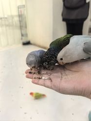 -Moni星球萌宠·小马宝莉·灵蛇·高端高阶全萌宠互动体验俱乐部(红豆国际广场店)