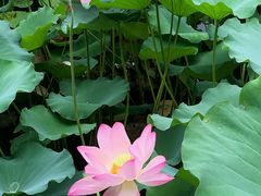 -荔湾湖公园
