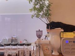 -有猫主题·治愈系猫咖(曾厝垵店)
