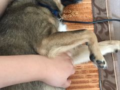 -酷狗靓猫宠物·洗护·美容·寄养(航北路店)