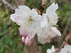 -樱桃山旅游景区