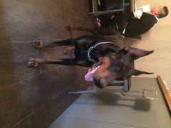 百好乐比萨-百好乐宠物友好餐厅(朝外大街店)