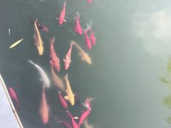 -潘老板炸鸡(河西万达店)