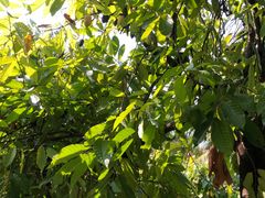 -西双版纳原始森林公园