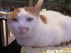 -平行世界·猫咖(首经贸店)